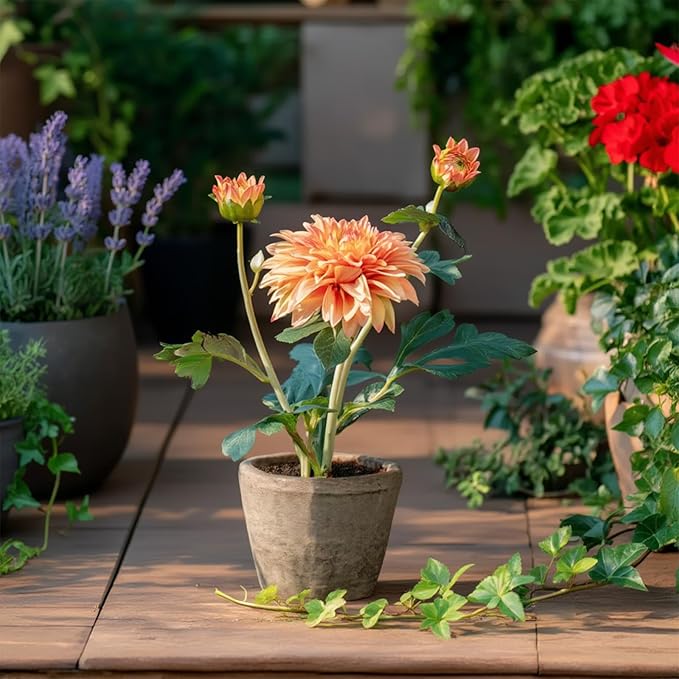 Champagne Dahlia Flowers Fake Silk Mums Flower Artificial Chrysanthemum Flowers Faux Flowers for Vase Mums in Pot Spring Decor Coffee Table Home Party Decoration