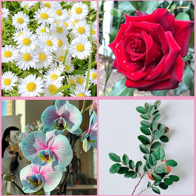 ZiXiang Gumpaste Flower Silicone Veining Mold Rose Veined Fondant Molds Gum Paste Peony Flower Mold Plumeria Daisy Orchid Molds For Sugar Craft Cake Decorating Candy Polymer Clay Set Of 6